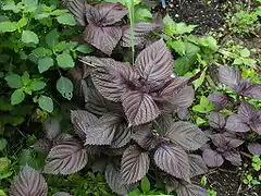 Red shiso growing in the wild