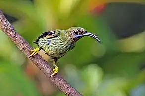 Juvenile male C. c. longirostris, Trinidad