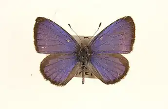 Dorsal view (male)