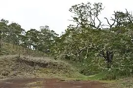 Koa and other native Hawaiian vegetation are preserved here.