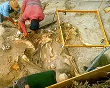 Four archeologists excavating a mammoth skeleton