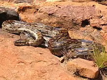 A large brown snake with darker brown patterns basking on red rocks.