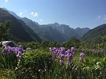 The endemic Tulipa albanica on the park