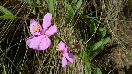 Flower, growing in Brazil