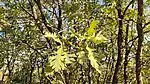 Quercus pyrenaica in Castelo Branco, Portugal