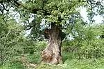 Quercus rotundifolia in Cádiz, Spain