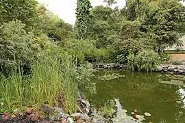 Lagoon in the botanical garden