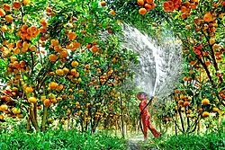 mandarin oranges in Lai Vung