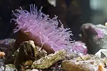 Anemone in the sea aquarium in Tjärnö