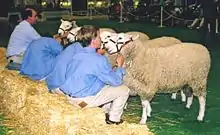 Border Leicester sheep lined up for the judge