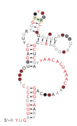 RAGATH-13 Secondary structure taken from the Rfam database. Family RF02688