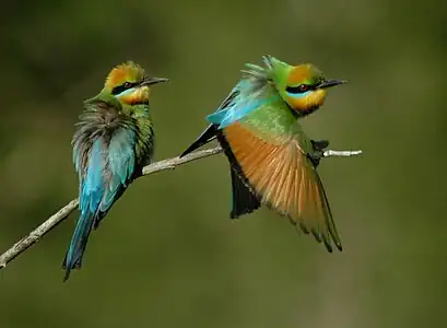 Photographed at Dayboro, SE Queensland, Australia