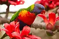 Rainbow lorikeet (Trichoglossus haematodus) in the parklands.