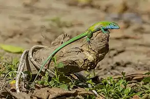 Rainbow whiptail at Tayrona Natural Park.