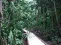 Rainforest gully, Darwin Botanic Gardens