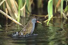 Water railRallus aquaticus