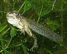 Metamorphosis stage with deforming jaws, large eyes, and remains of gill pouch