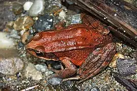 A northern red-legged frog, Rana aurora, in Fern Canyon