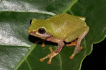 Lateral view