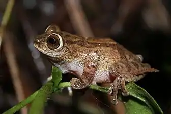 Lateral view