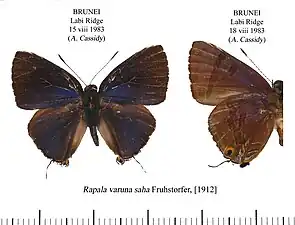 Museum specimen