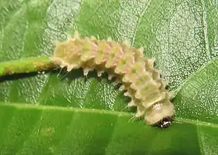 Larva