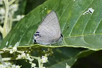 Ventral view (male)