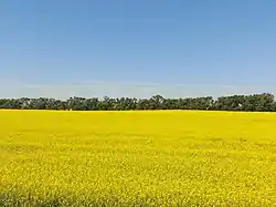 Canola in bloom