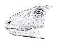 Raranimus dashankouensis