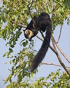 Black giant squirrel