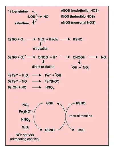 Reactions leading to generation of Nitric Oxide and Reactive Nitrogen Species. From Novo and Parola, 2008.