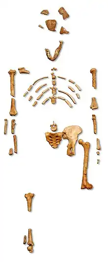 Skeleton