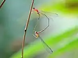 Mating pair, male upper, female lower