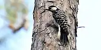 Red-cockaded woodpecker (Picoides borealis), Louisiana, USA (January 2017)