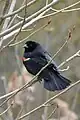 Red-winged blackbird in spring in Oakville, Ontario.