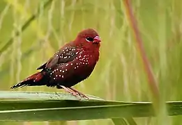 Male Amandava amandava amandava in breeding plumage