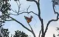 Red bird-of-paradise on Tree in Raja Ampat Papua, 2015