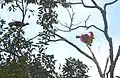 Red bird-of-paradise on Tree in Raja Ampat Papua, 2015