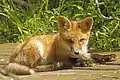 Juvenile red fox