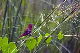 Red Munia (male) at New Town, Kolkata marshland