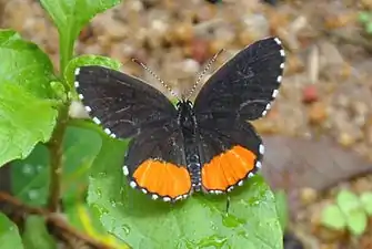 Dorsal view