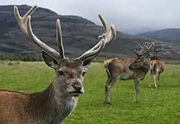 A soft covering known as velvet helps to protect newly forming antlers in the spring. Glen Torridon, Scotland