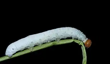 Larva