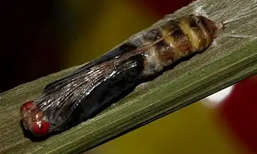 Pupa