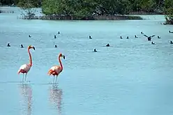 American flamingos in Zapata