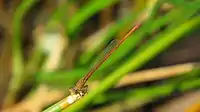 Male from above