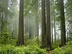 Redwood forest in a fog