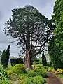 A Redwood tree on south campus