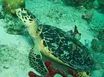 Hawksbill turtle at Coki Beach.