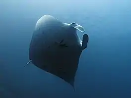 M. alfredi  from Komodo, Indonesia